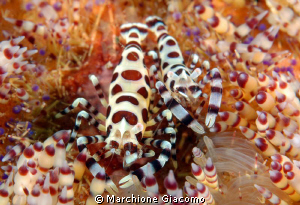 Coleman shrimps up urchin
Nikon D200.60 micro, twin stro... by Marchione Giacomo 